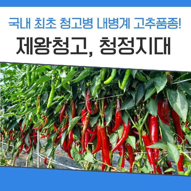 국내 최초 청고병내병계 고추품종 추천! <제왕청고, 청정지대> 대표 이미지