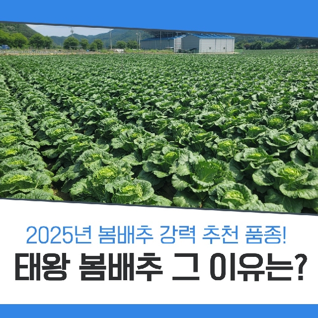 2025년 봄배추 추천품종! 맛과 품질이 인정된 <태왕배추> 추천해요 대표 이미지