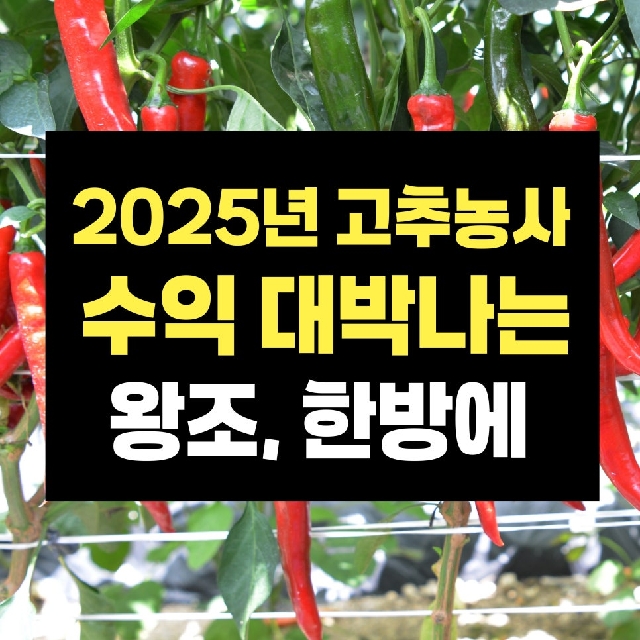 2025년 고추품종선택! 고민되신다면 작황이 검증된 [왕조, 한방에 고추] 심으세요 대표 이미지