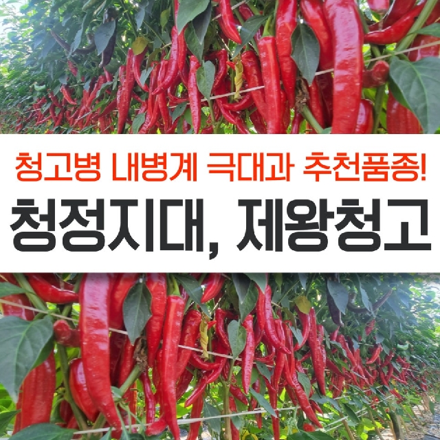 2025년 청고병 내병계 고추품종 <청정지대, 제왕청고> 작황 결과는? 대표 이미지
